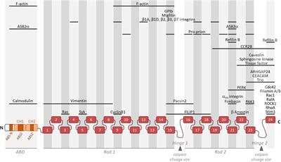 Molecular Tuning of Filamin A Activities in the Context of Adhesion and Migration